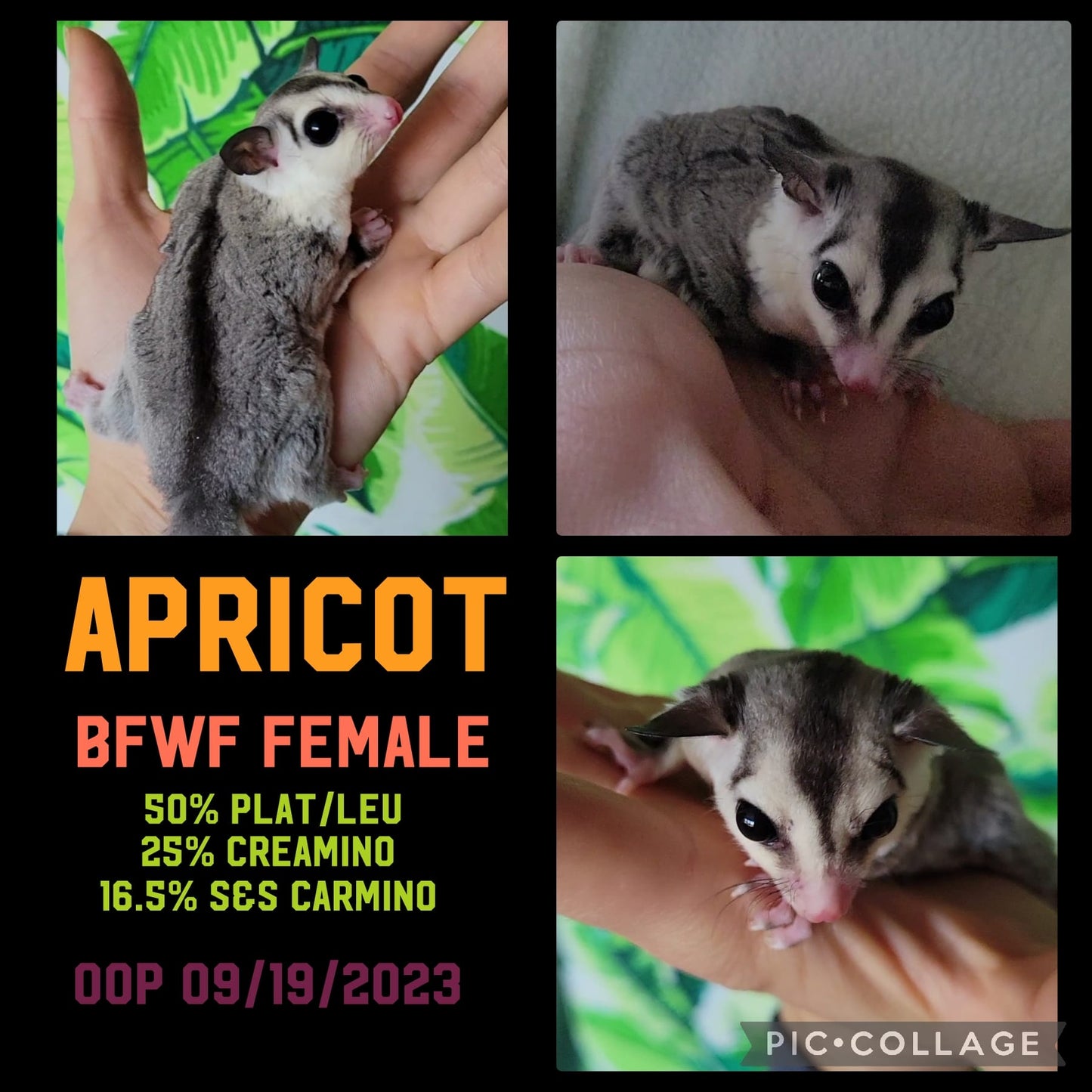 Apricot - Adult (Available)