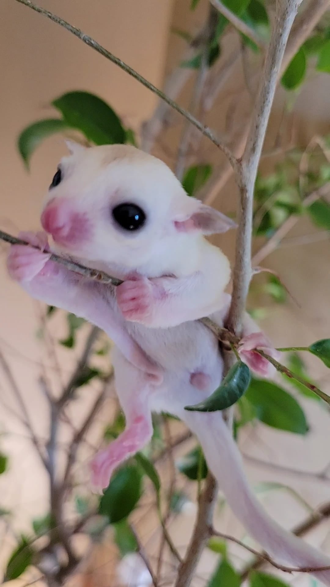 Billy - Adult Male (Available)