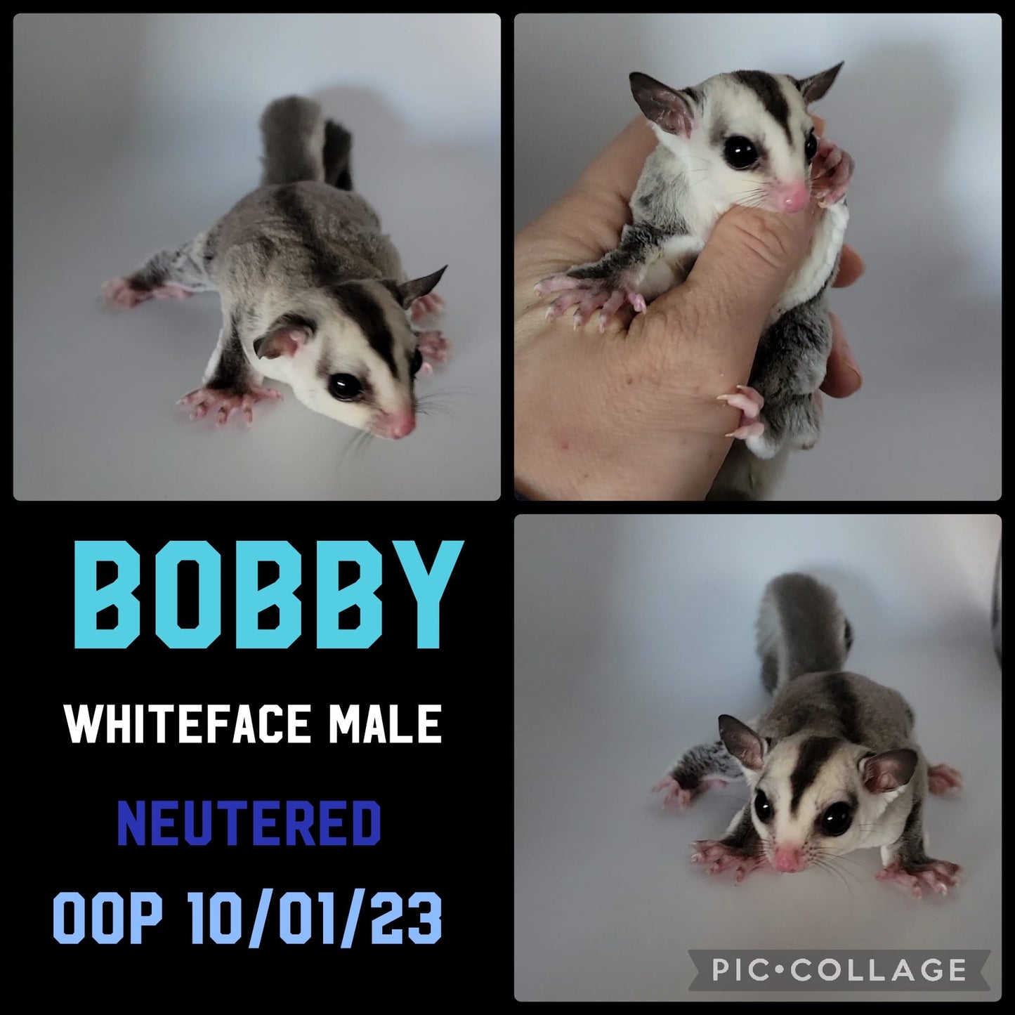 Bobby - Adult (Available)