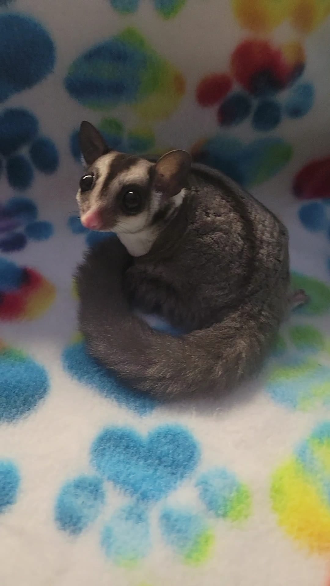 Ferrari -Adult Male (Available)