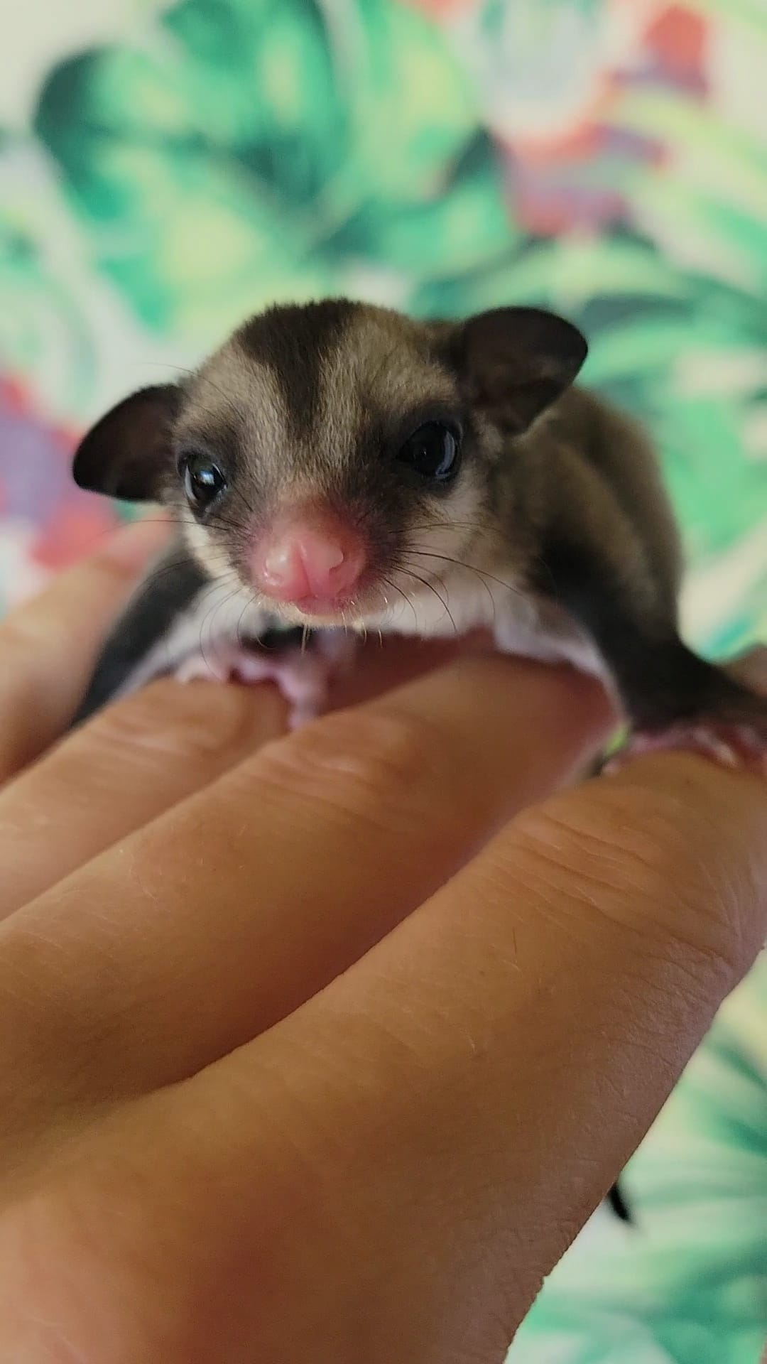 Andromeda - Adult Female (Available)