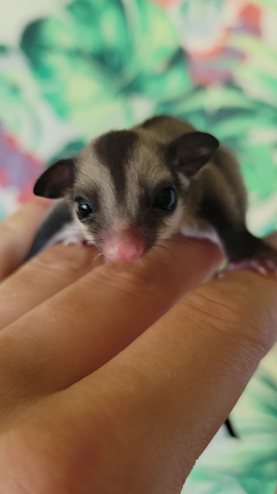 Andromeda - Adult Female (Available)