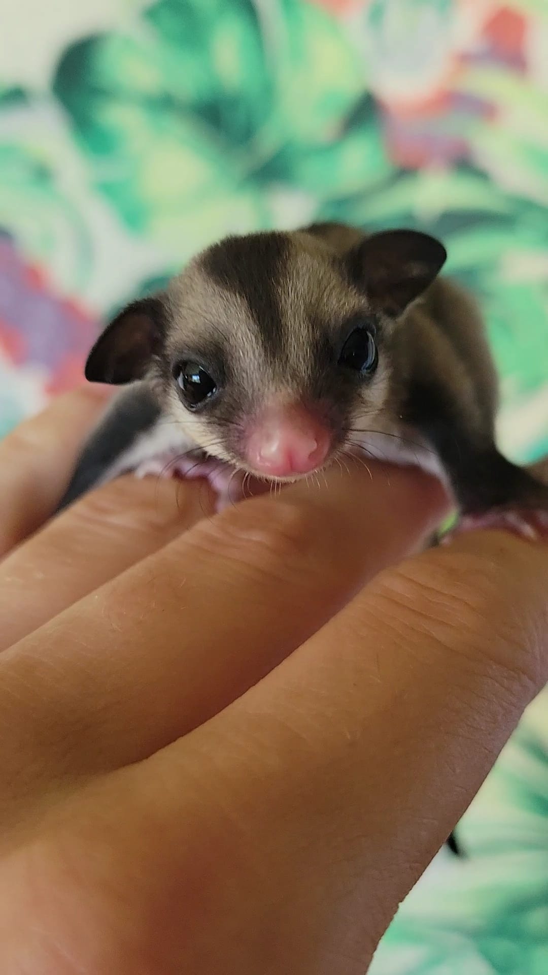 Andromeda - Adult Female (Available)