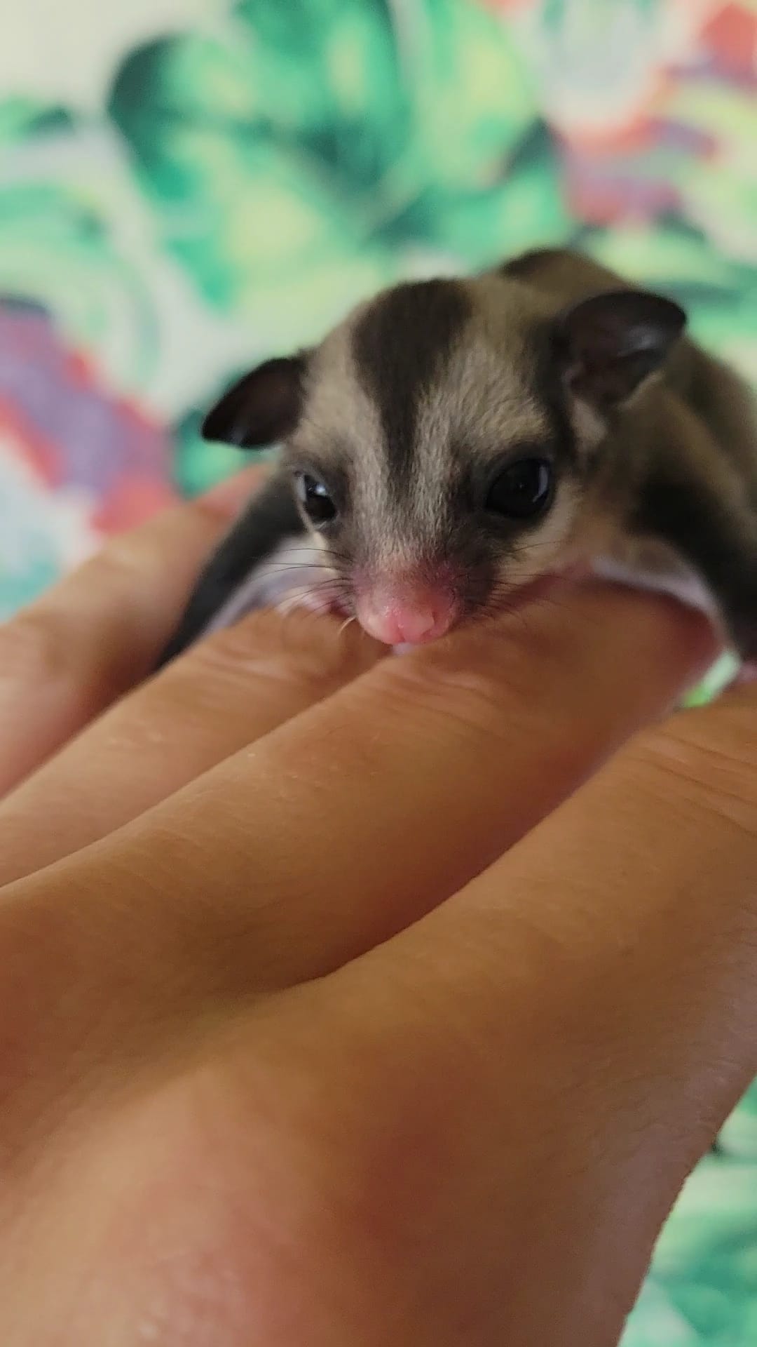 Andromeda - Adult Female (Available)