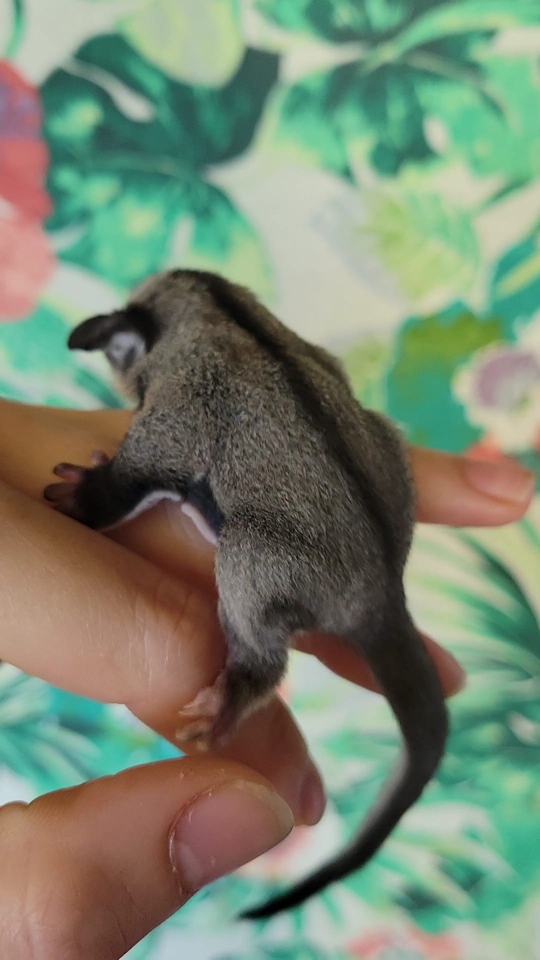 Andromeda - Adult Female (Available)