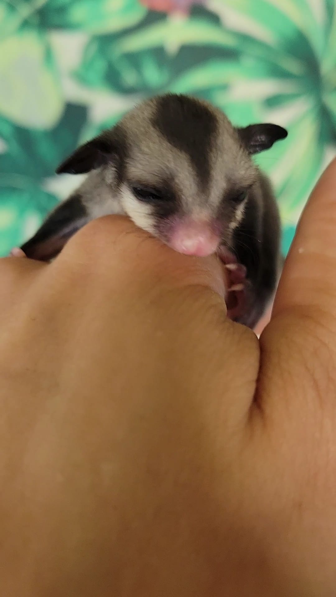 Andromeda - Adult Female (Available)