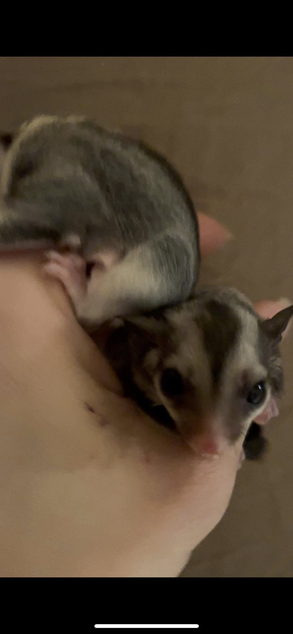 Apple - Adult Female (Available)