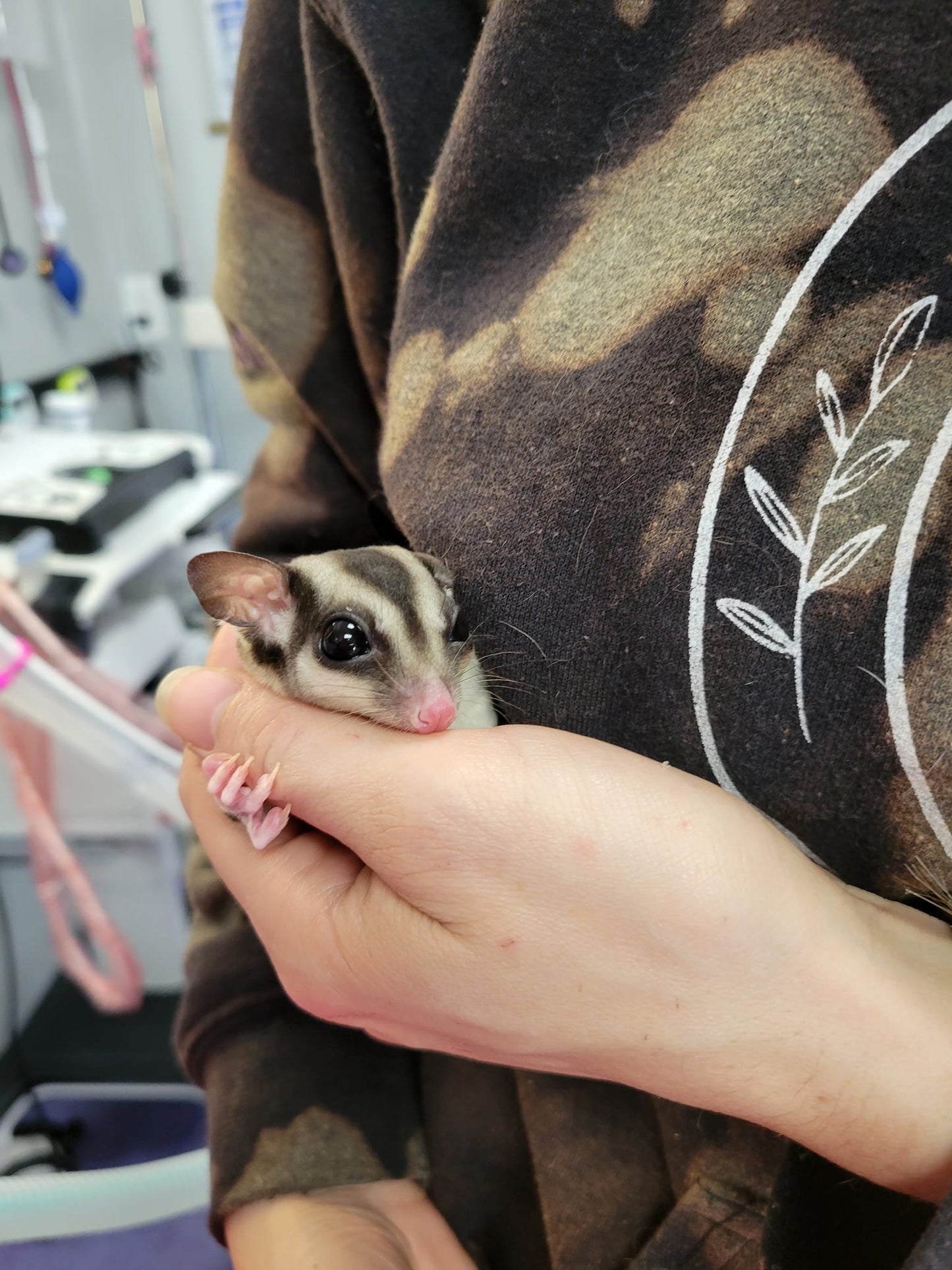 Bread - Adult Male (Available)