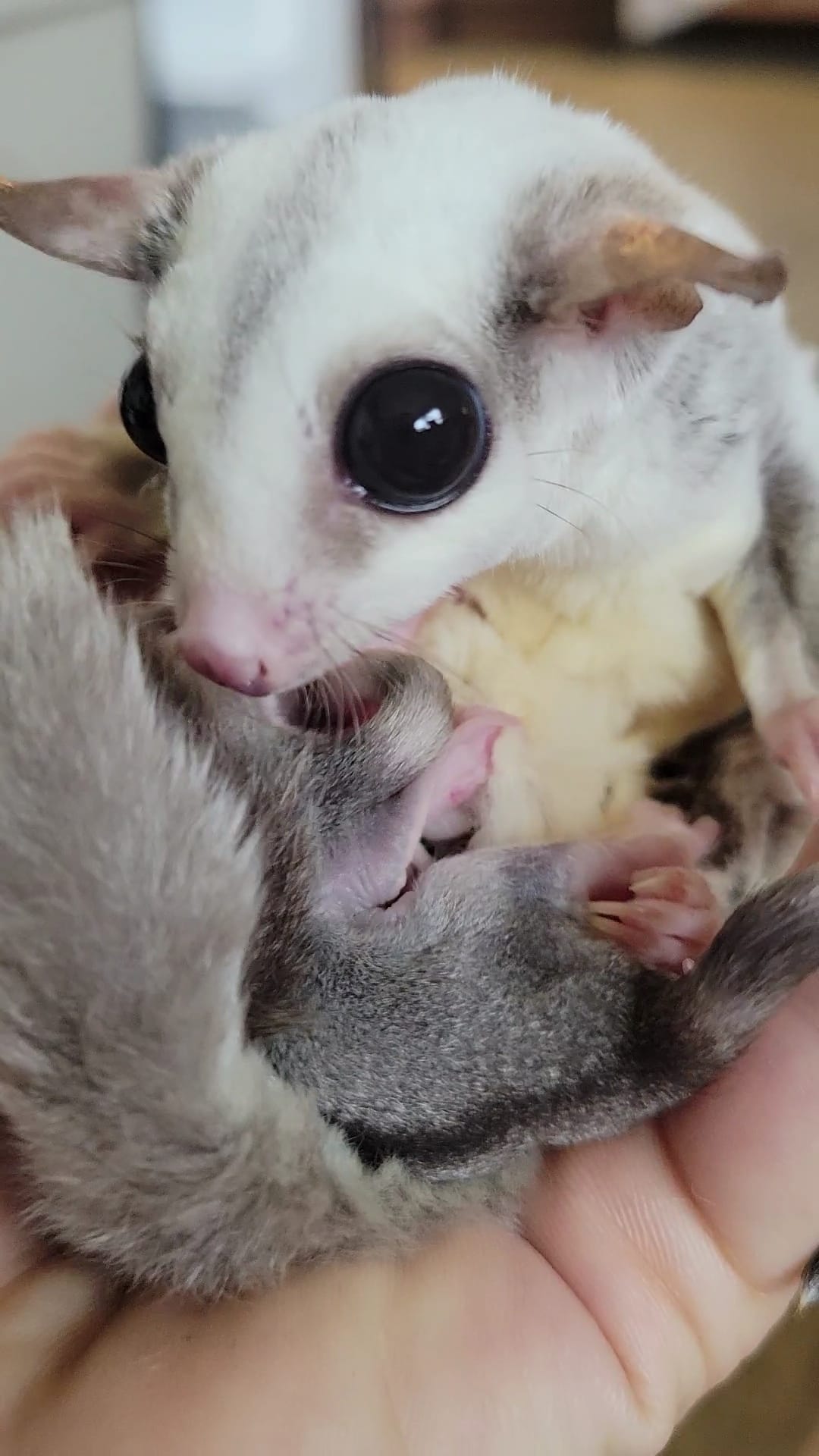 Bread - Adult Male (Available)