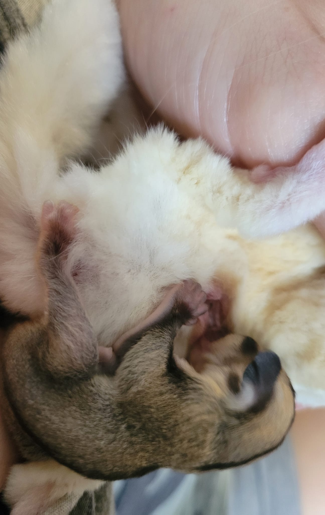 Bread - Adult Male (Available)