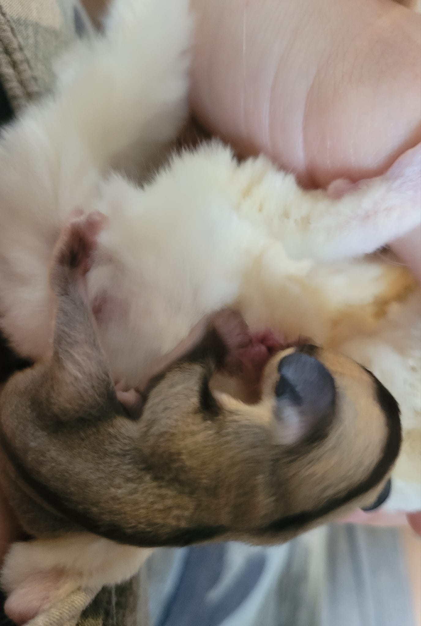 Bread - Adult Male (Available)