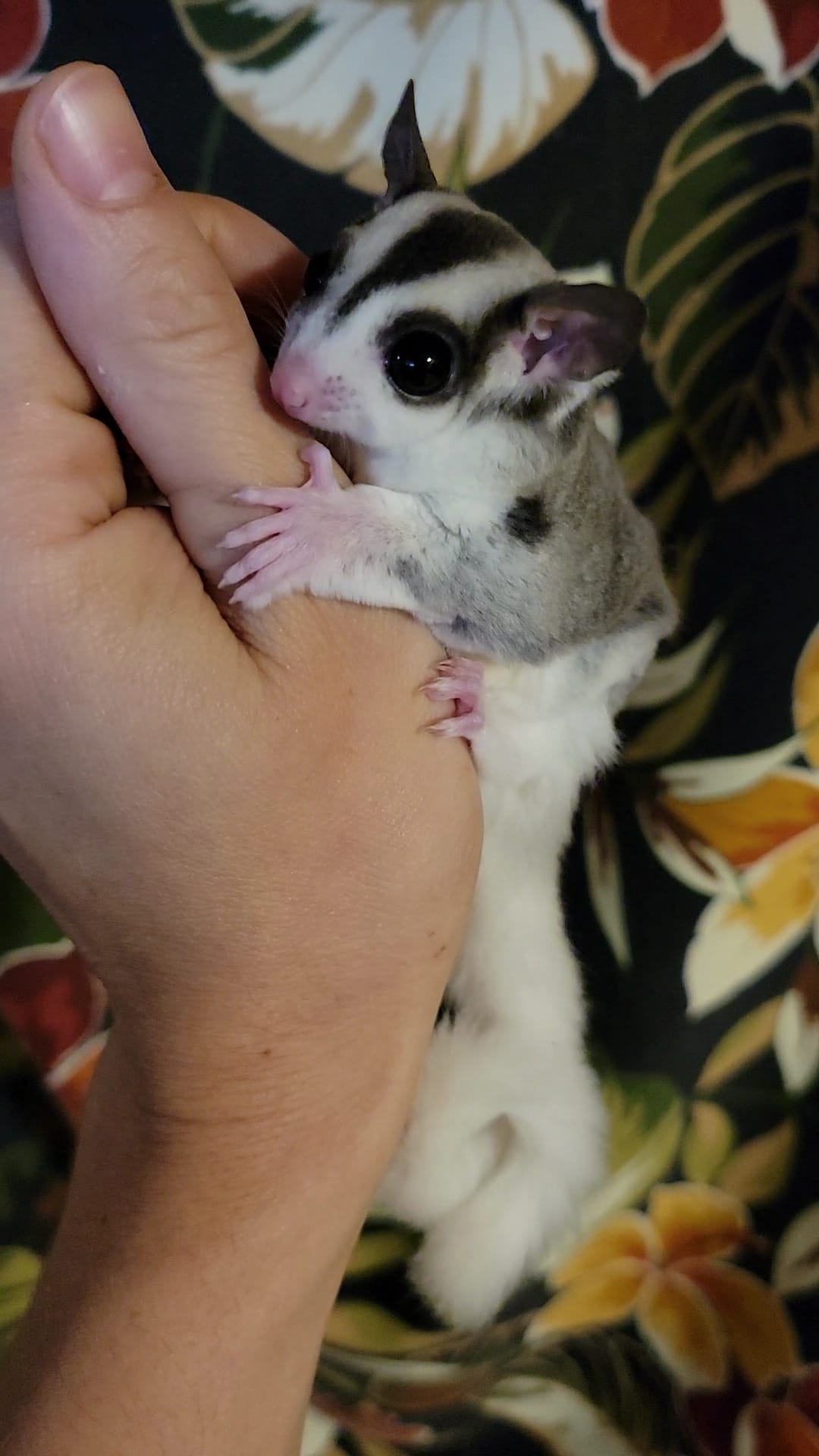 Barb - Adult Female (Available)