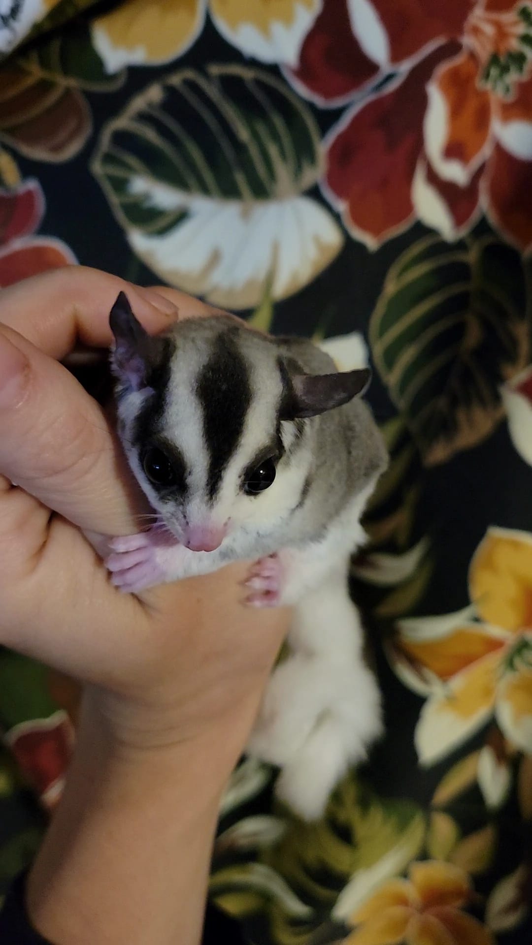 Barb - Adult Female (Available)
