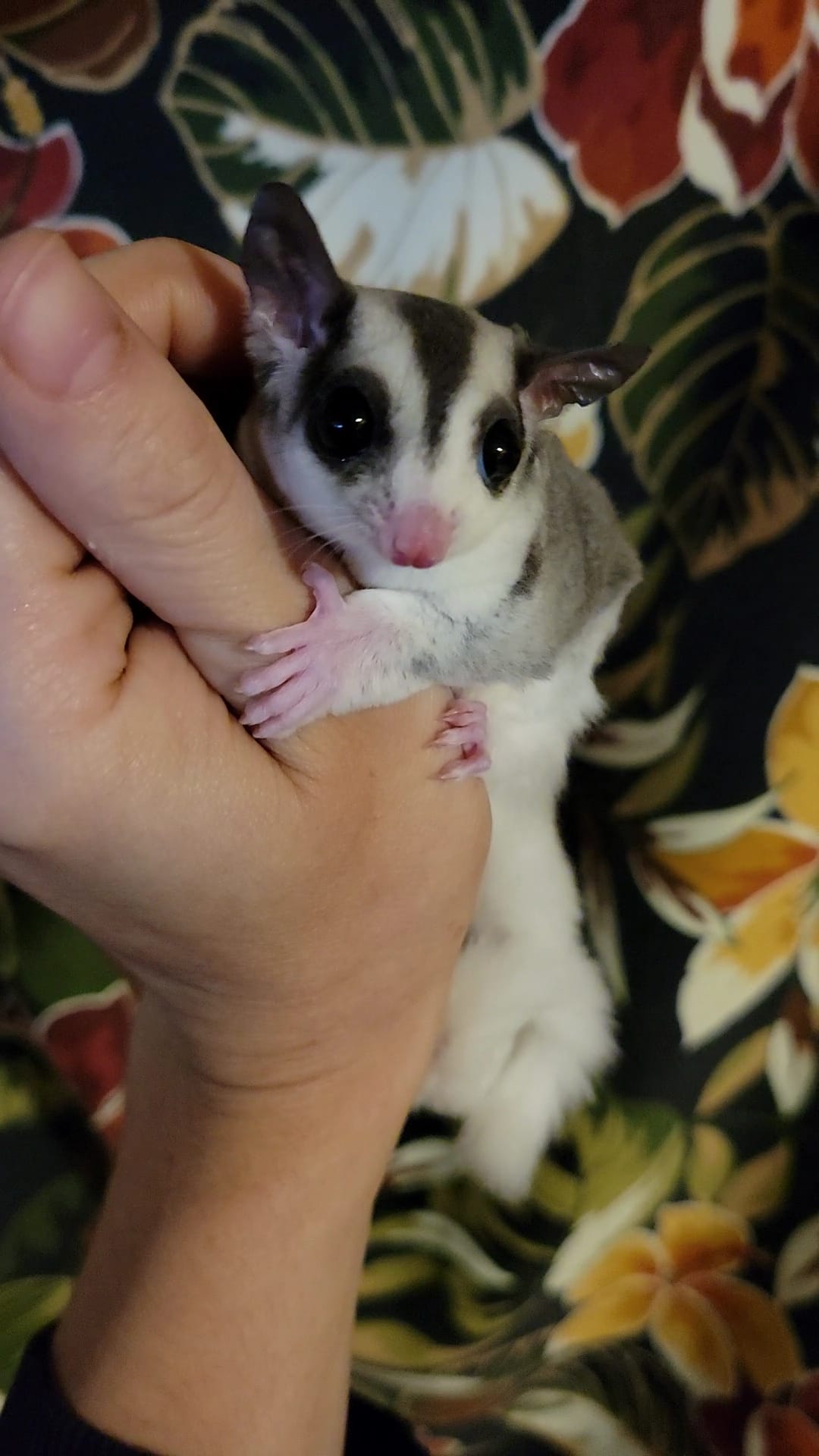 Barb - Adult Female (Available)