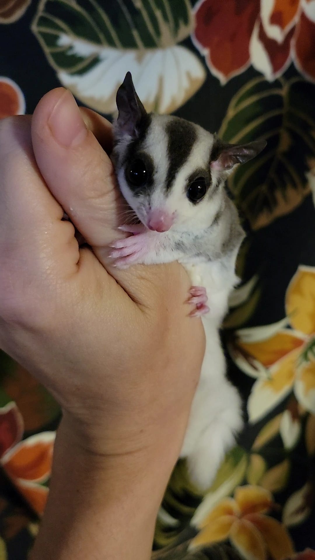Barb - Adult Female (Available)