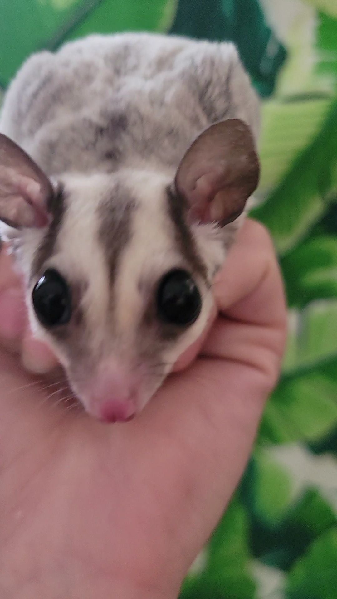 White Currant - Adult Female (Available)