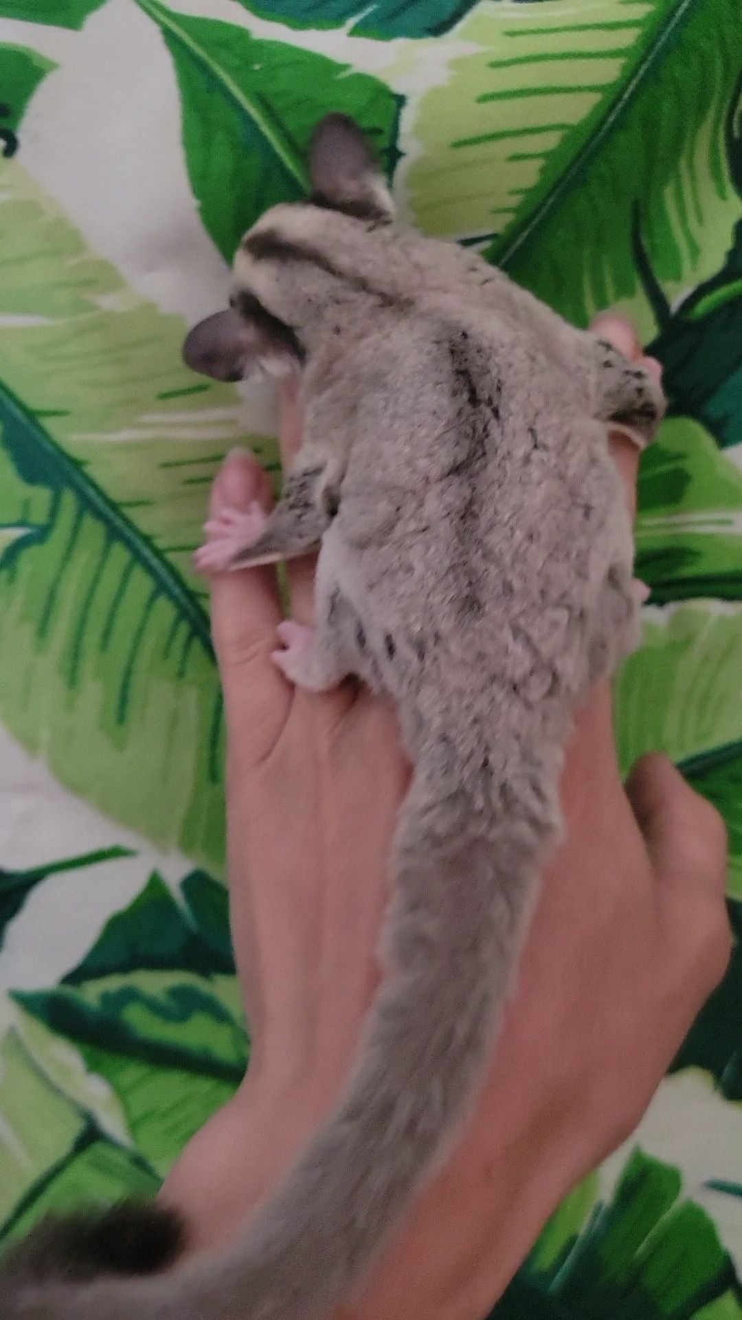 White Currant - Adult Female (Available)