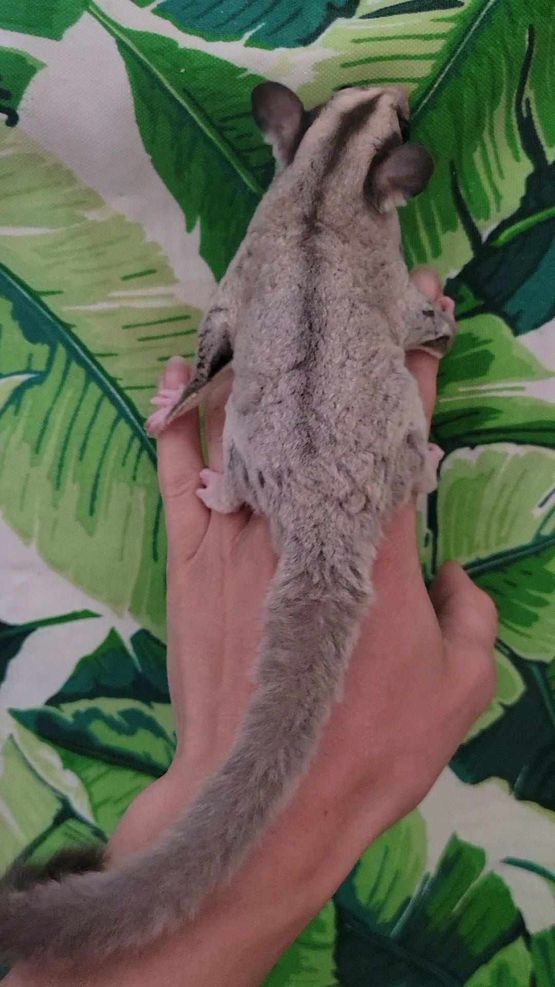 White Currant - Adult Female (Available)