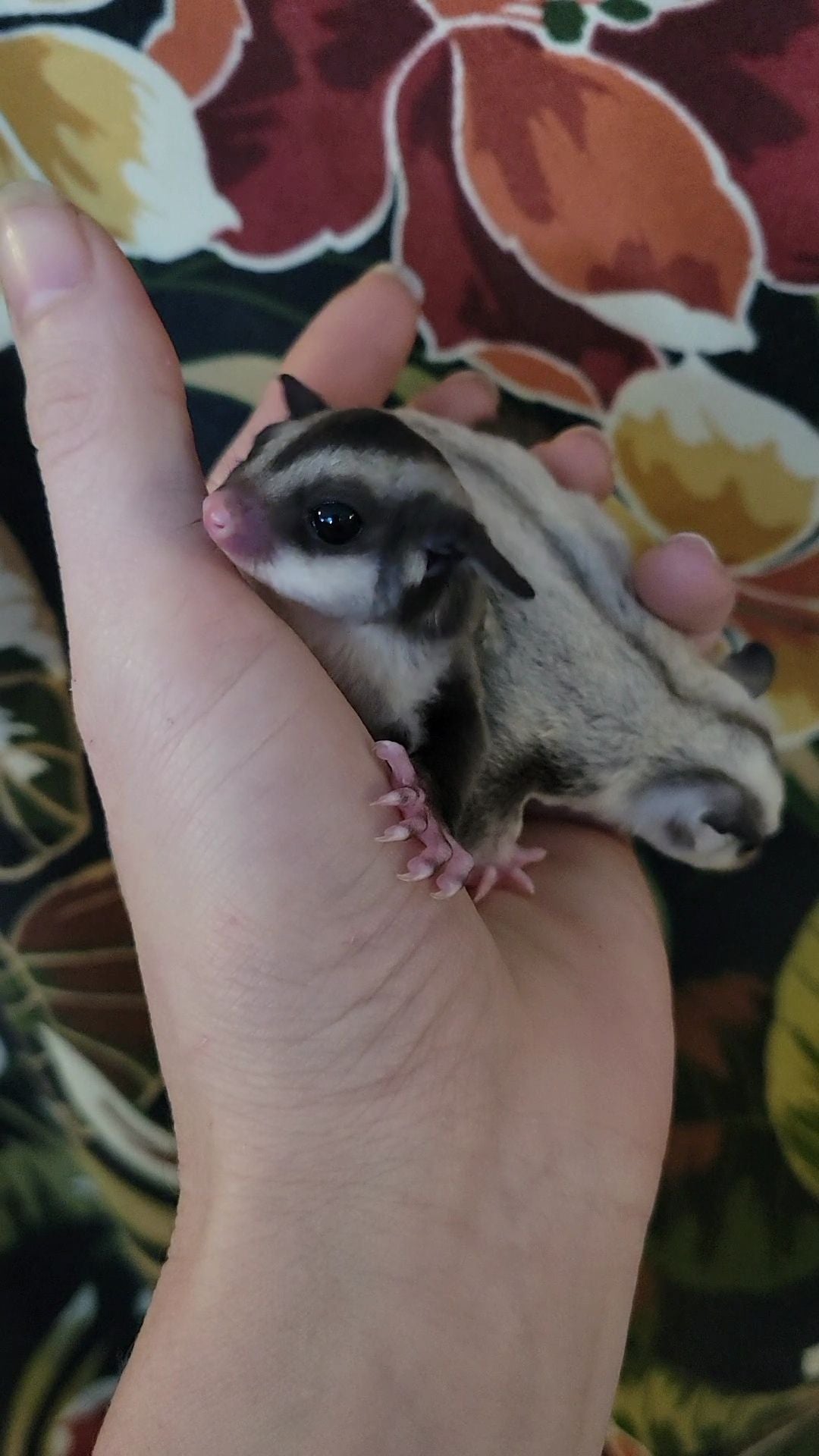 Black Currant - Adult Female (Available)