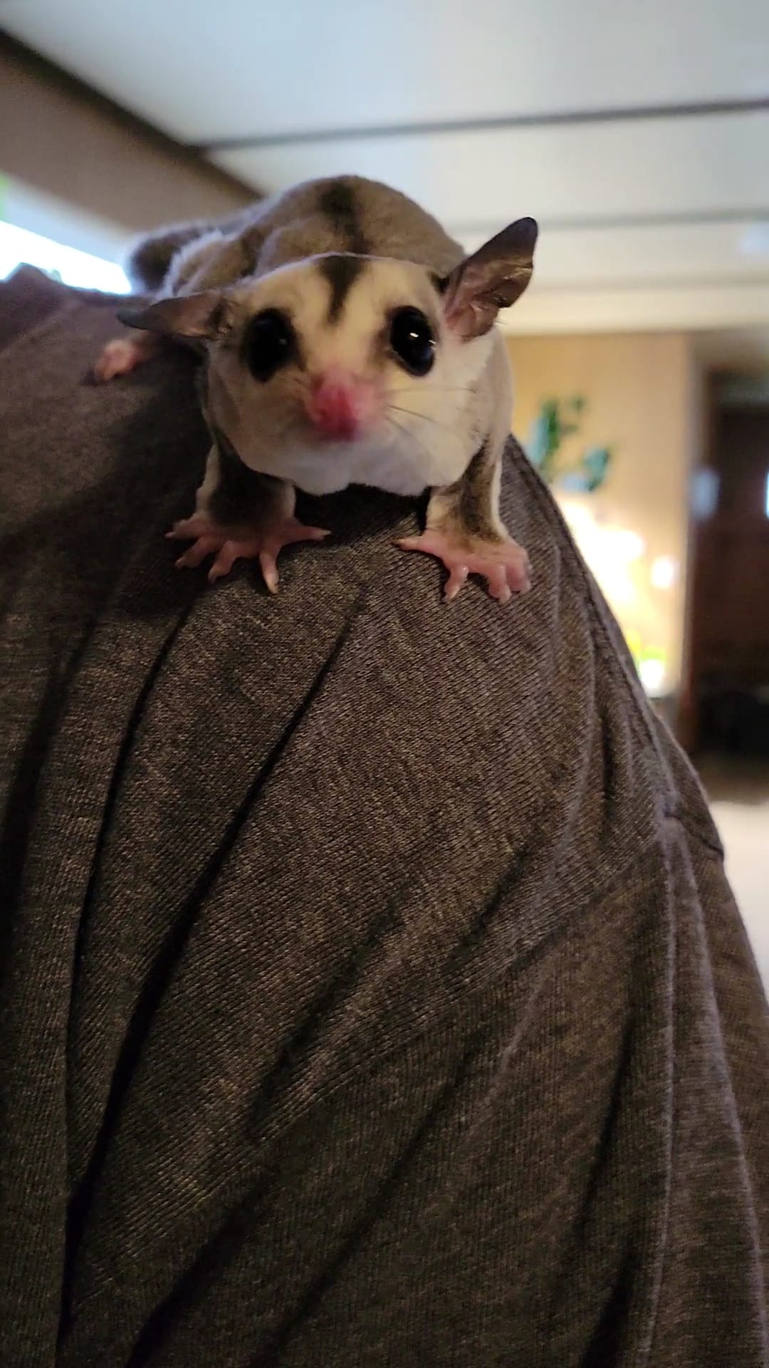Buddy - Adult Male (Available)