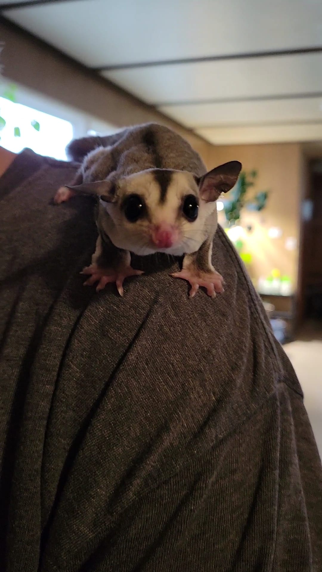Buddy - Adult Male (Available)
