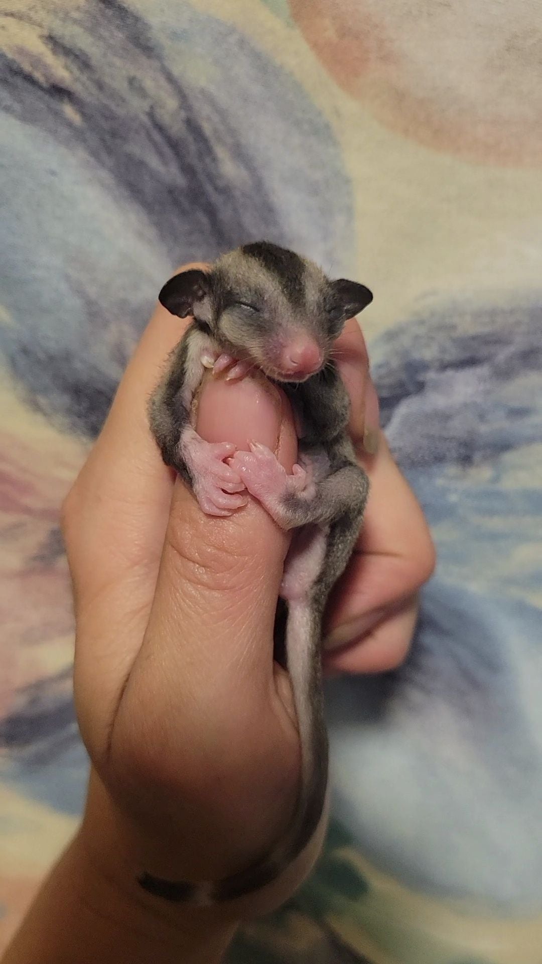 Canyon - Joey Female (Available)