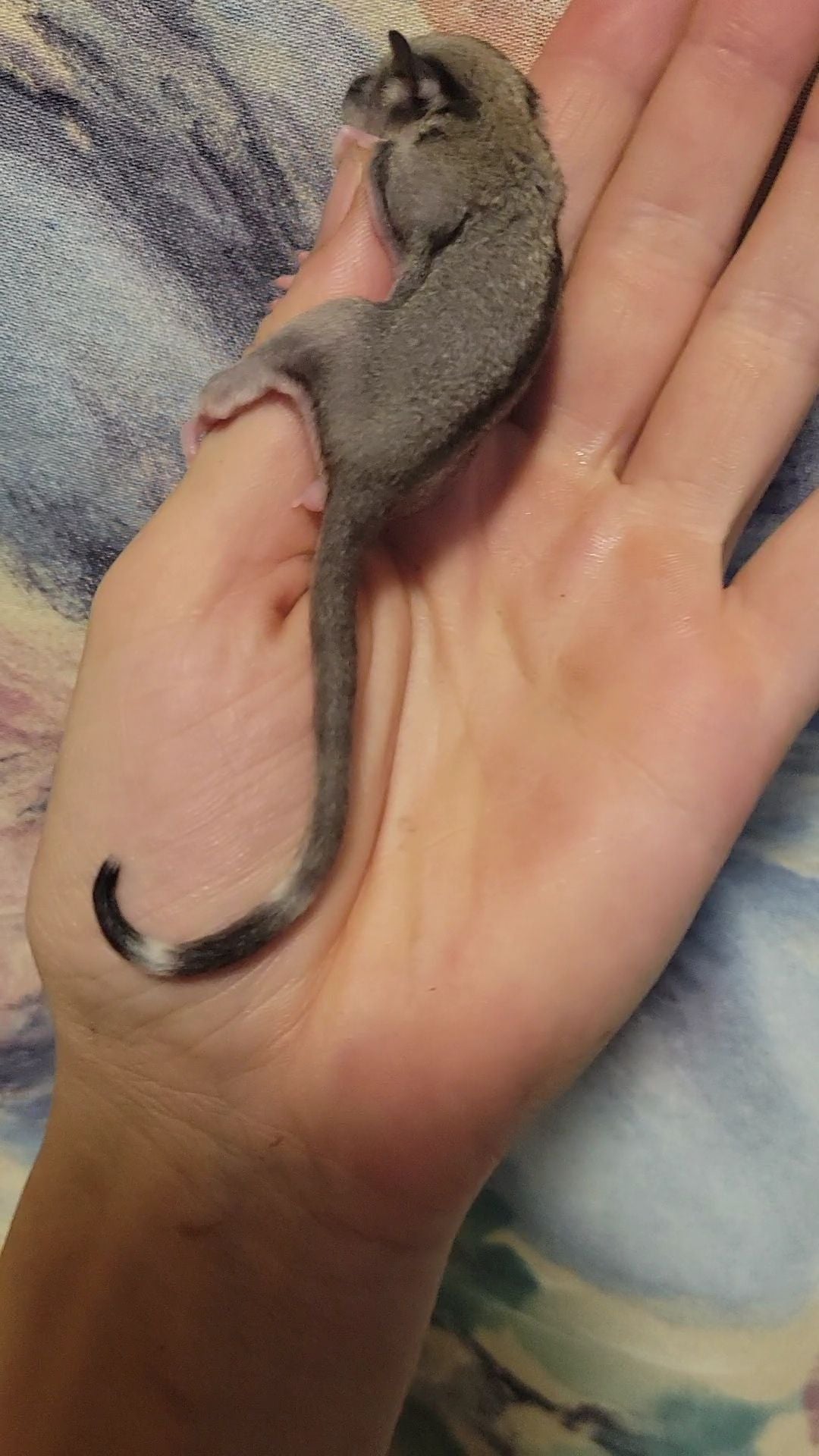Canyon - Joey Female (Available)