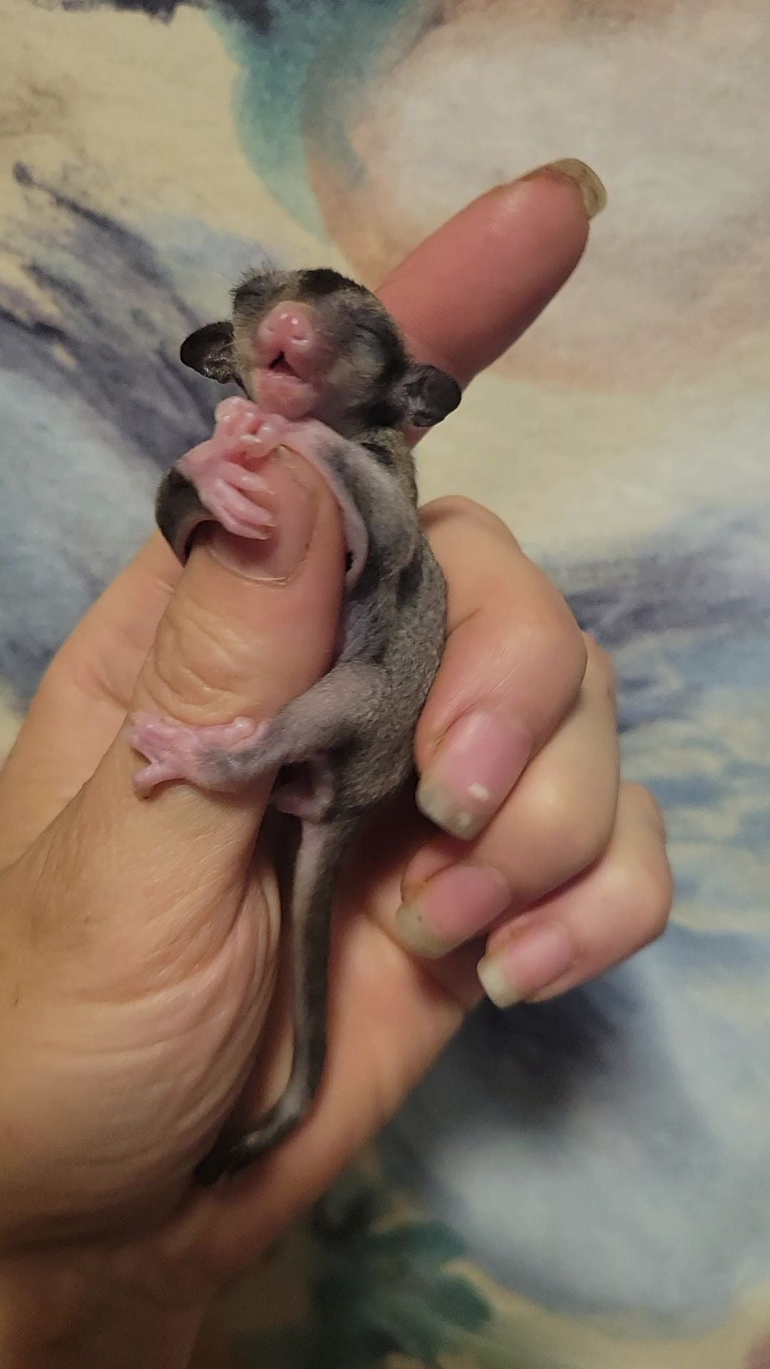 Canyon - Joey Female (Available)