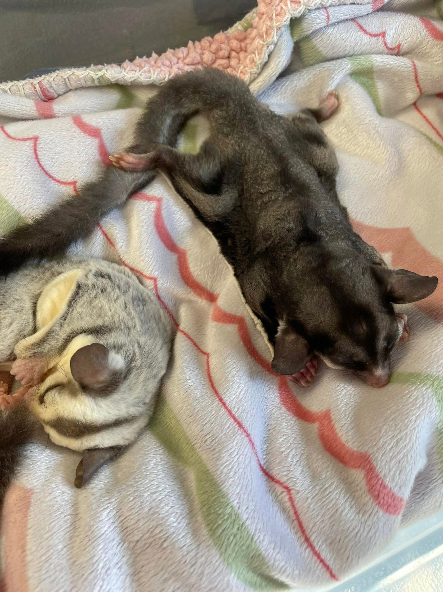 Celebi - Adult Male (Available)
