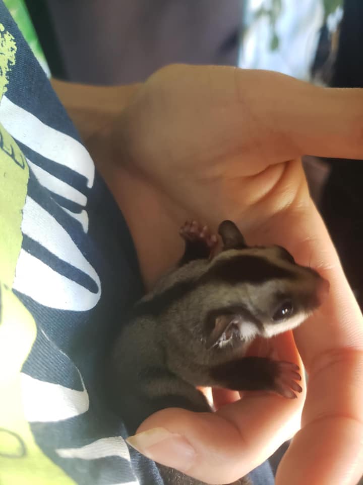 Chips - Adult Male (Available)