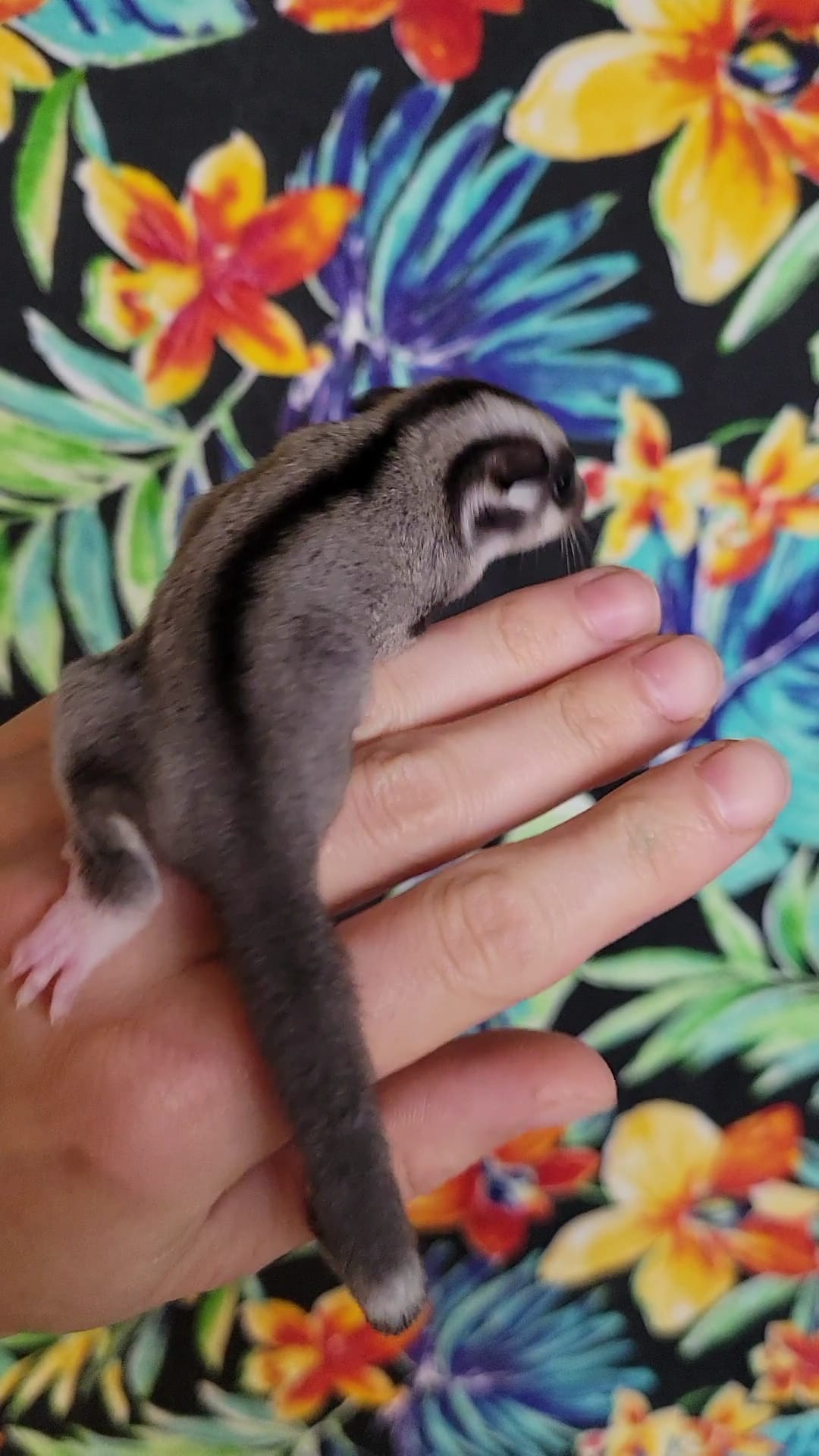 Cranberry - Adult Male (Available)