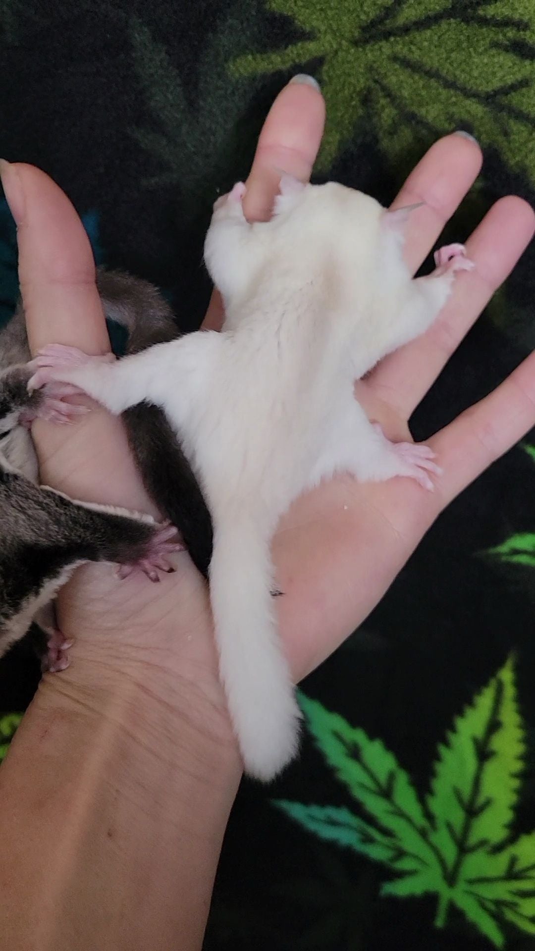 Custard - Joey Female (Available)