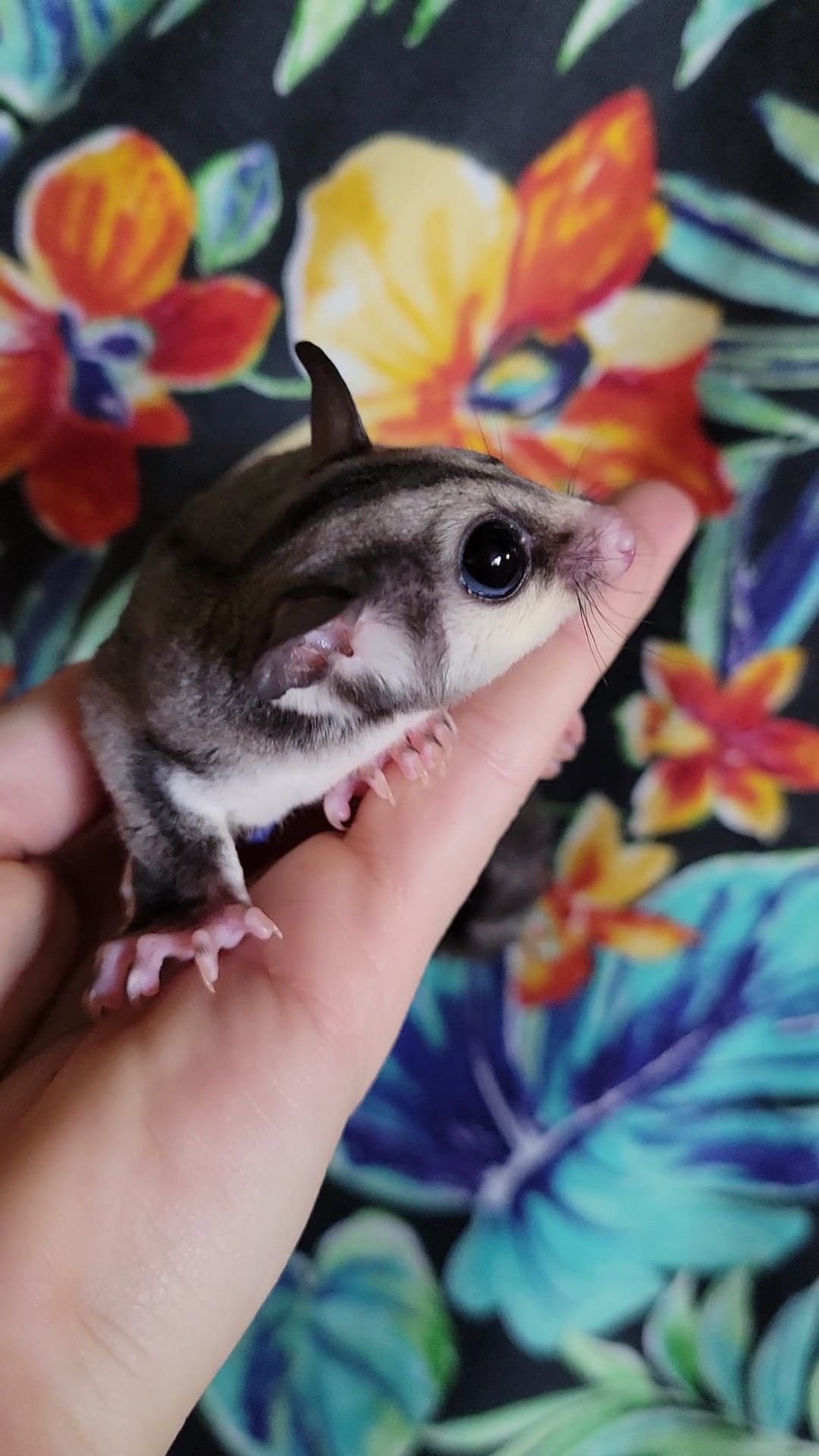 Dragonfruit - Adult Female (Available)