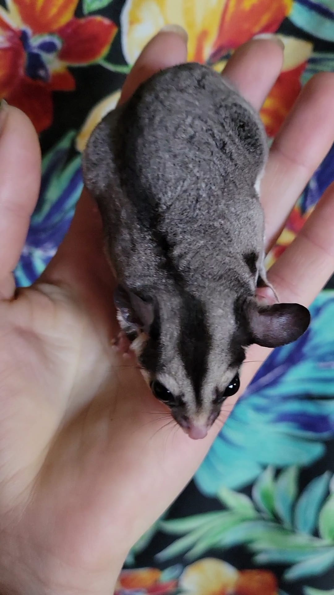 Dragonfruit - Adult Female (Available)
