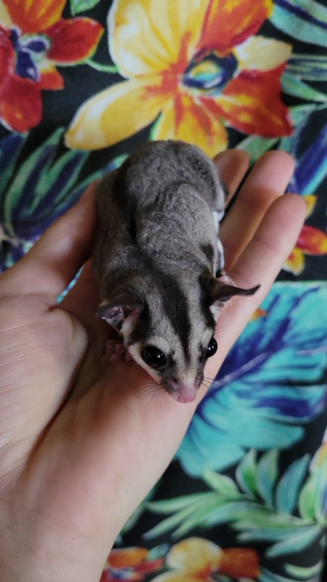 Dragonfruit - Adult Female (Available)