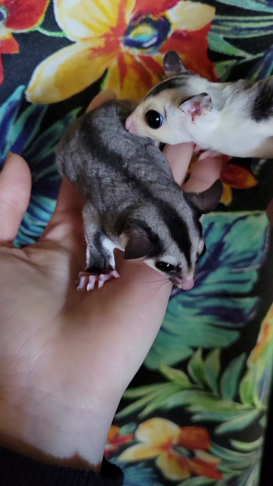 Dragonfruit - Adult Female (Available)
