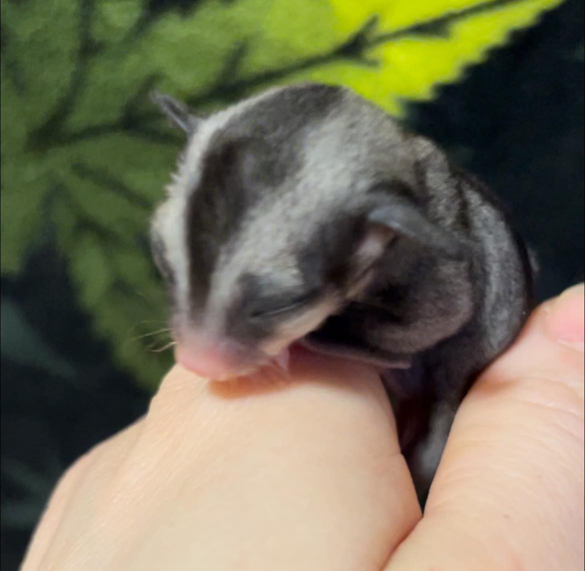 Elise - Adult Female (Available)
