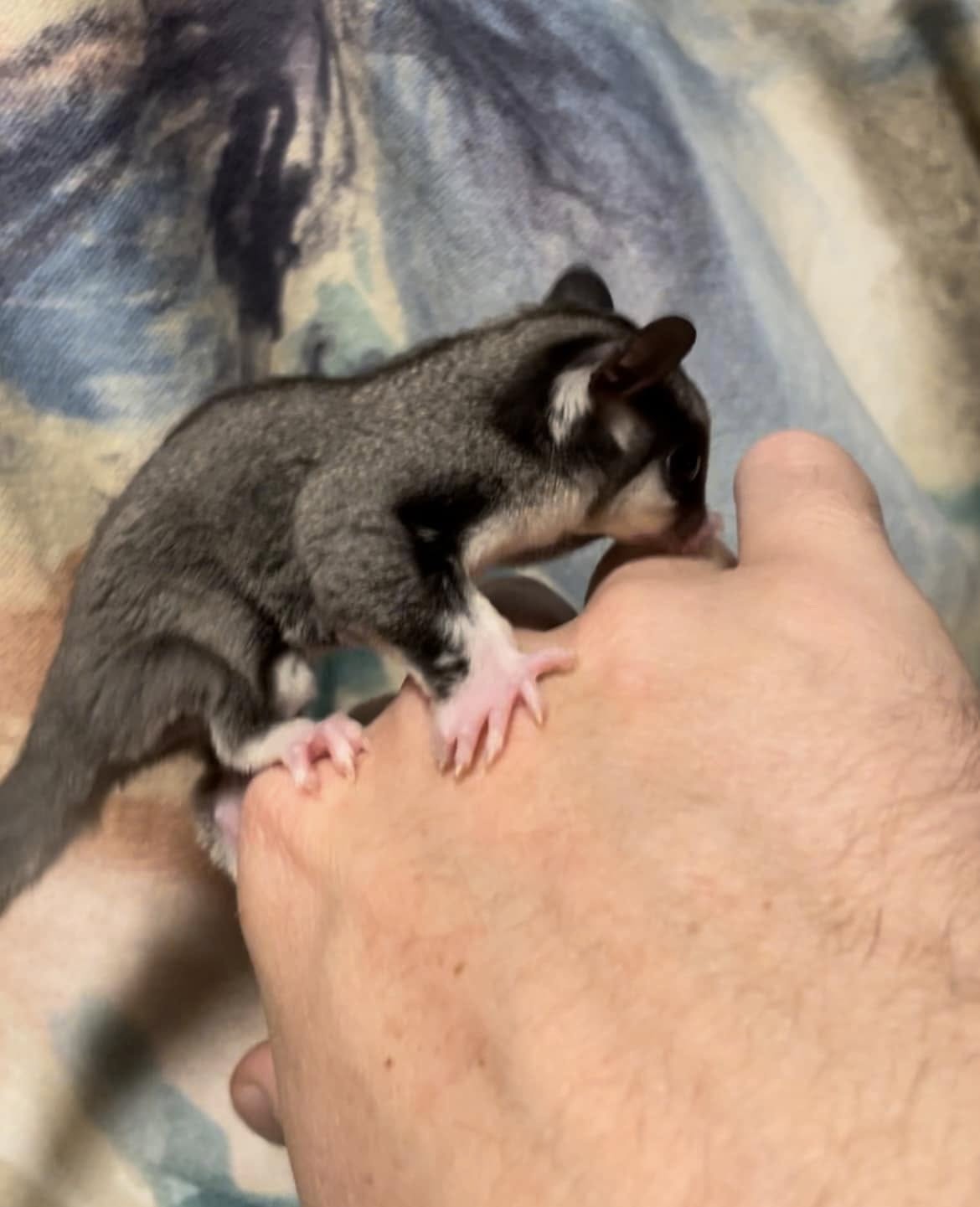 Elise - Adult Female (Available)