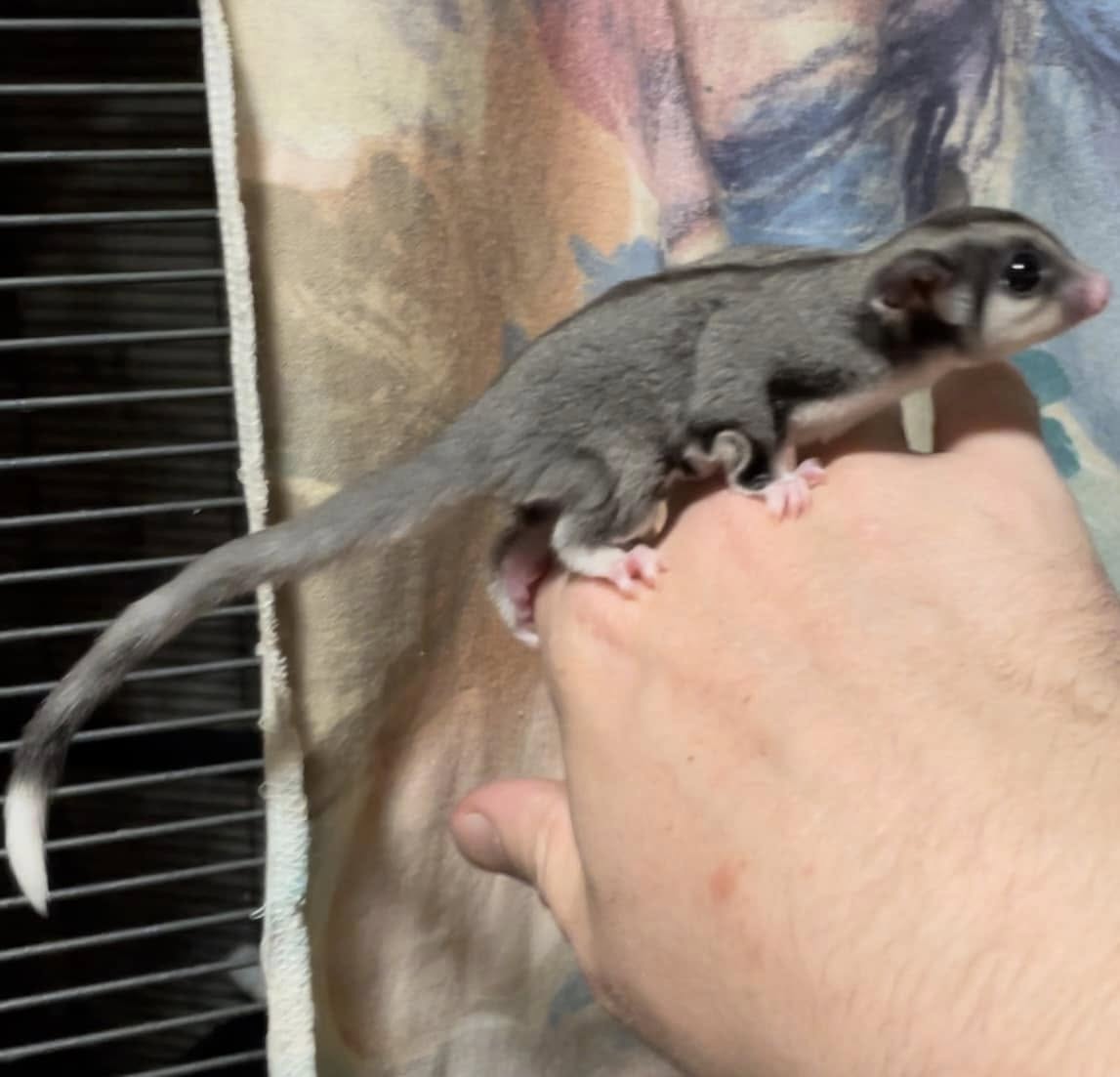 Elise - Adult Female (Available)