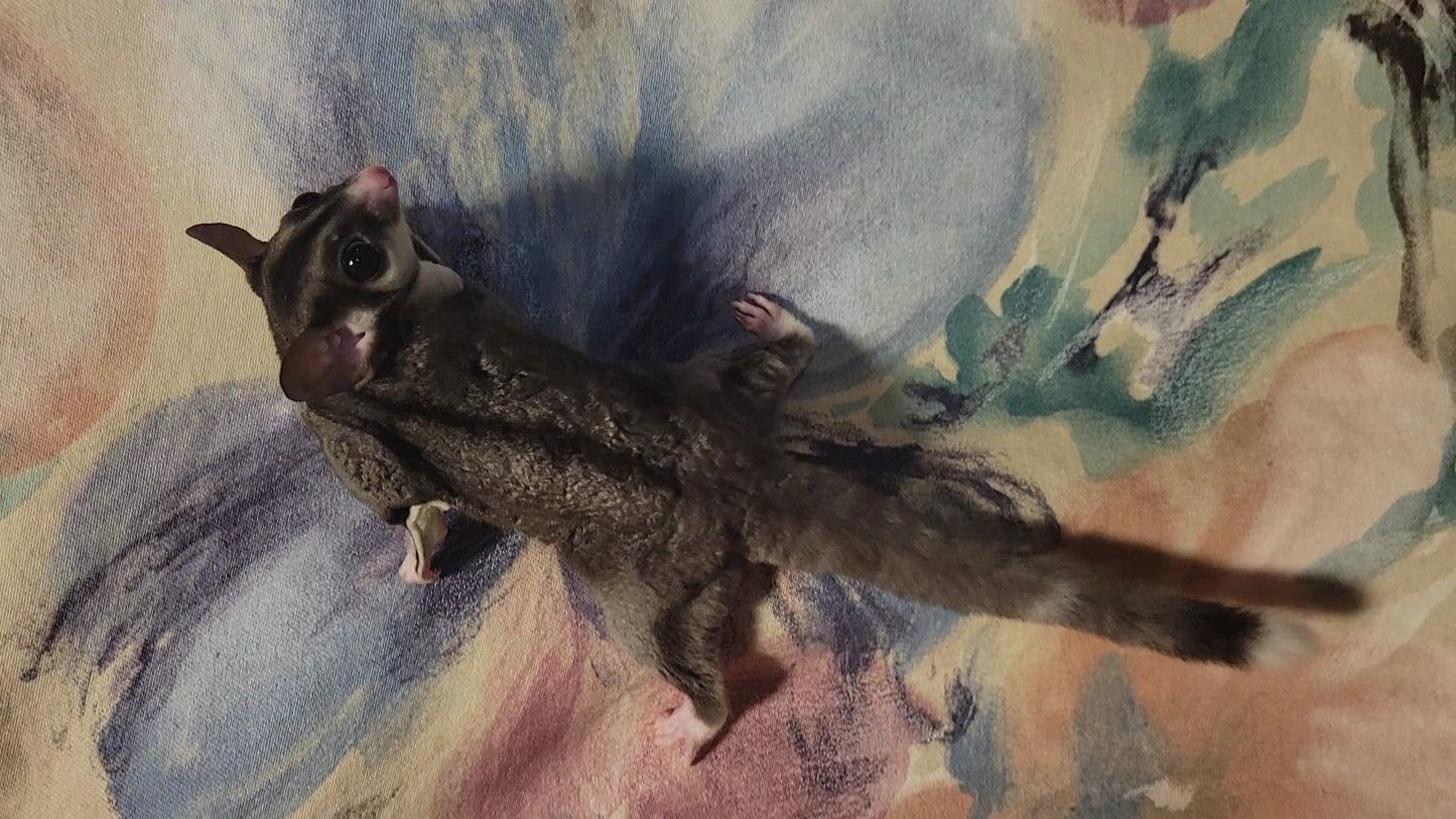Elise - Adult Female (Available)