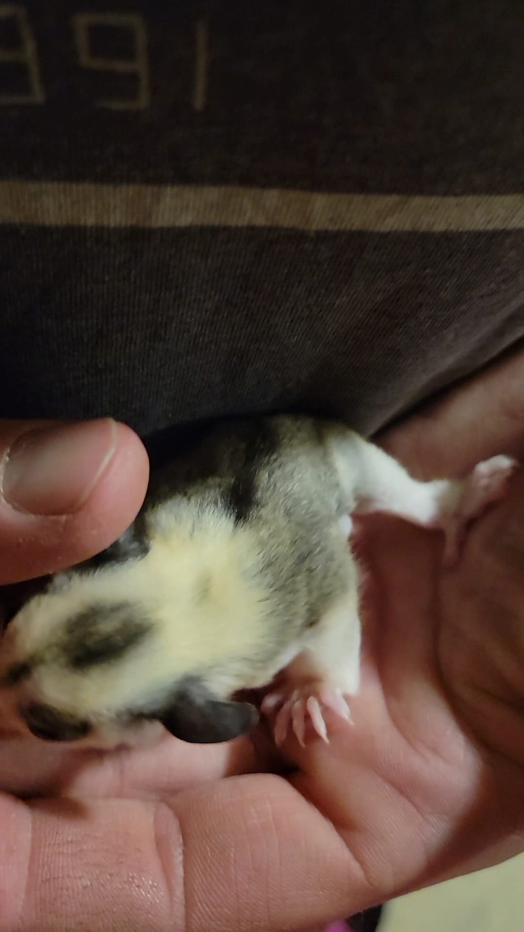 Gelato - Adult Female (Available)