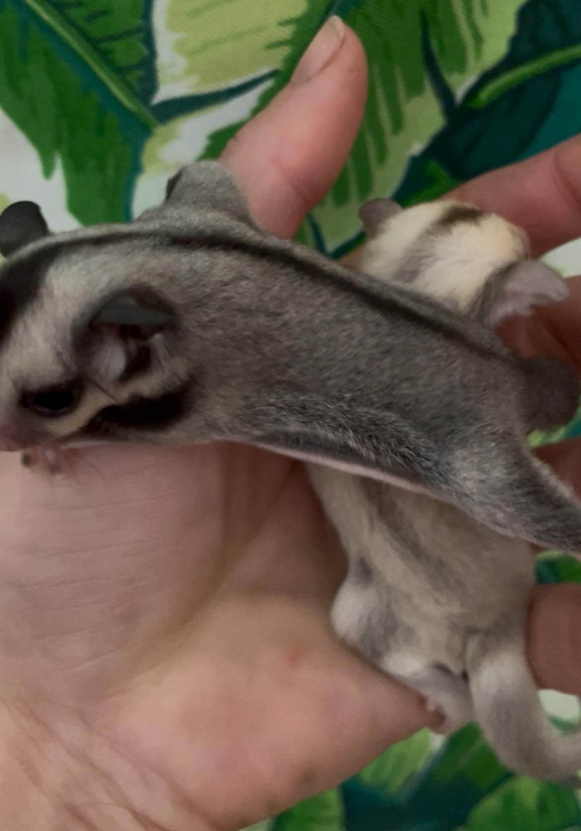 Ghost - Joey Male (Available)