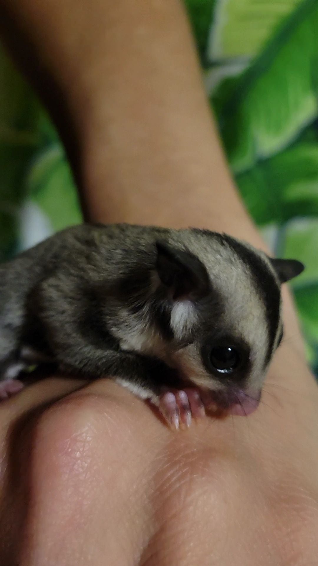 Holly - Joey Female (Available)