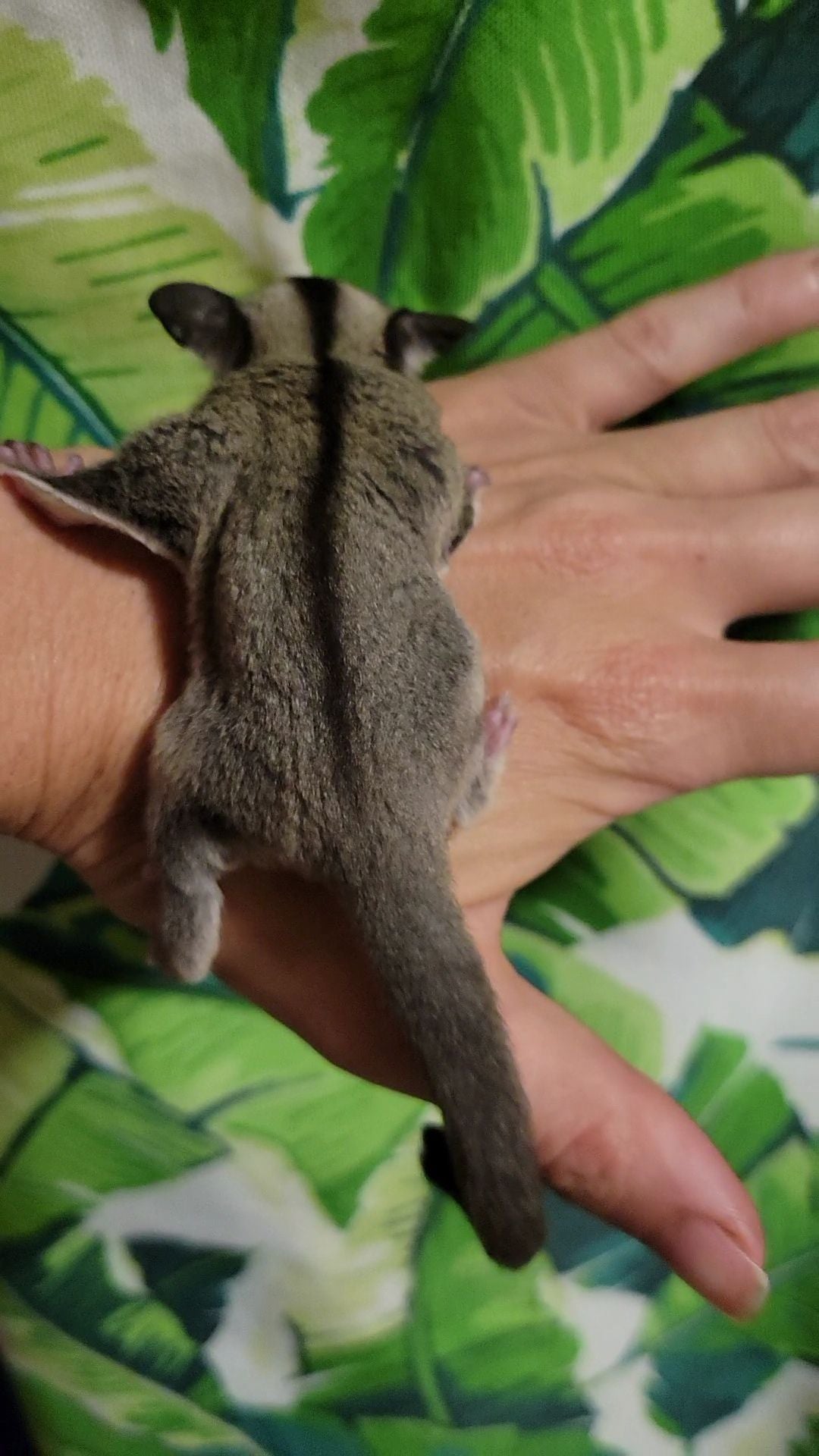 Holly - Joey Female (Available)