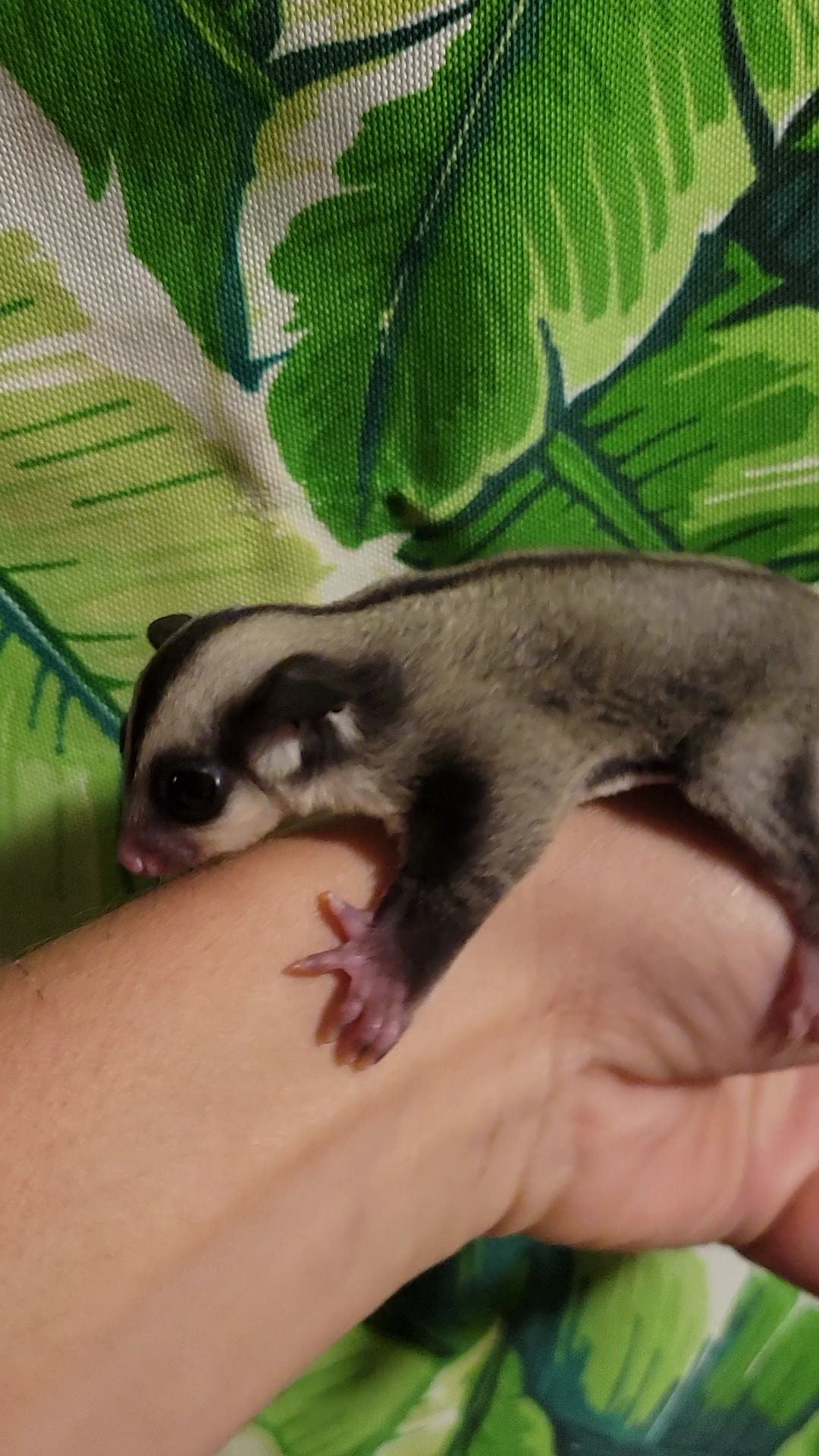 Holly - Joey Female (Available)