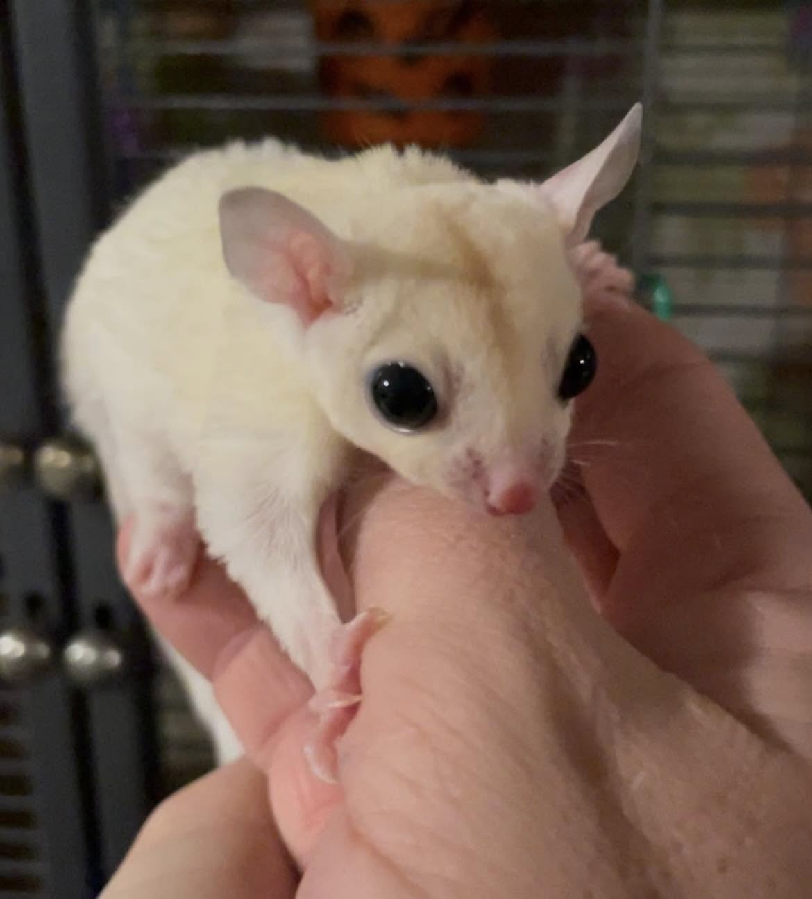 Jack - Adult Male (Available)