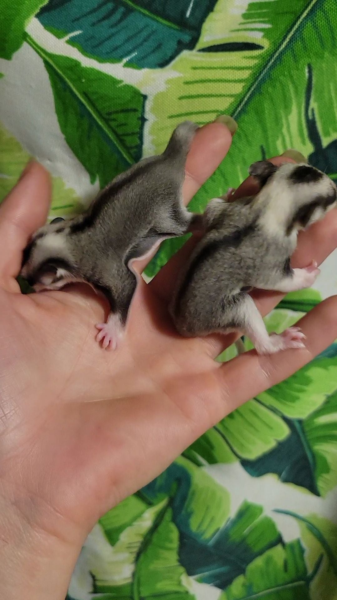 Jelly - Joey Male (Available)