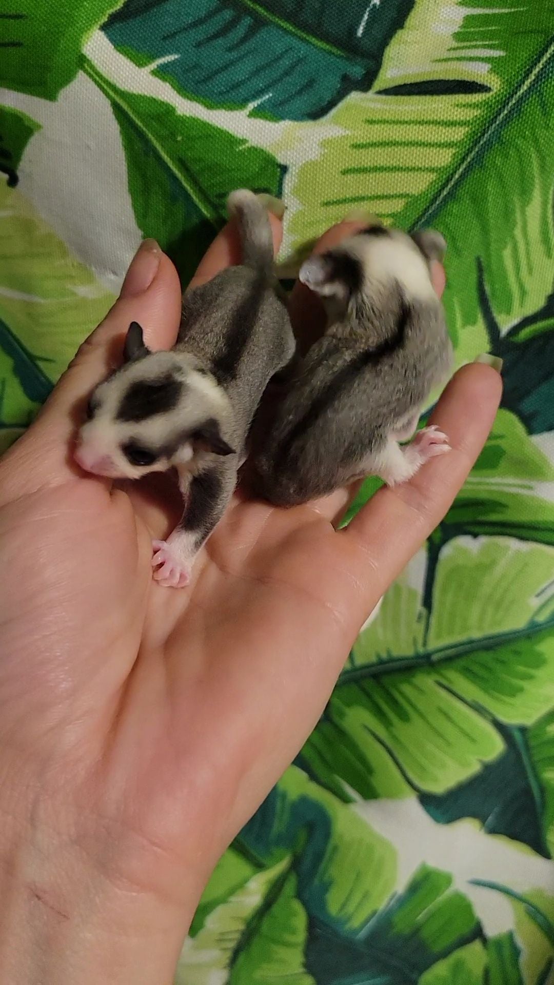 Jelly - Joey Male (Available)