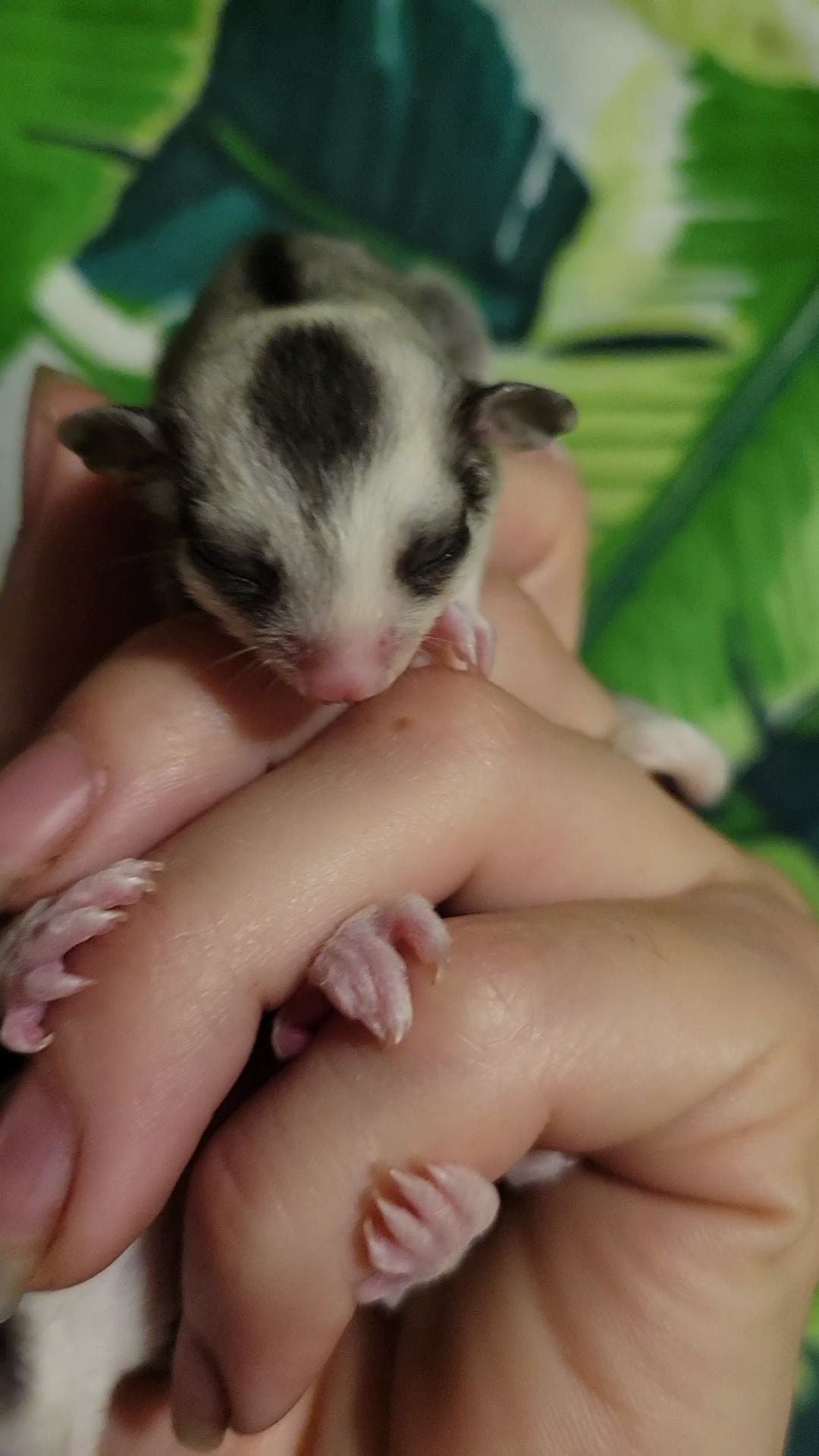 Jelly - Joey Male (Available)