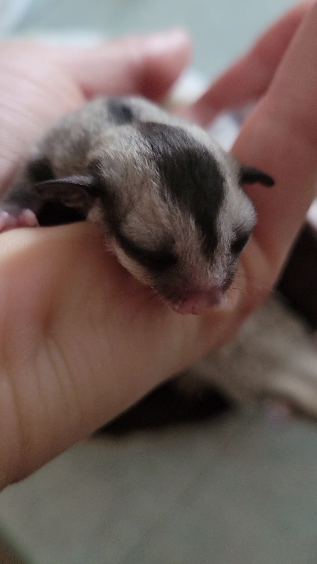 Tea - Adult Male (Available)